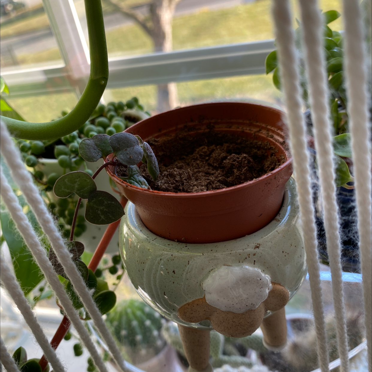 Healthy Chain of Hearts plant in a hanging pot in a sunny window, showing green and purple heart-shaped leaves trailing down.