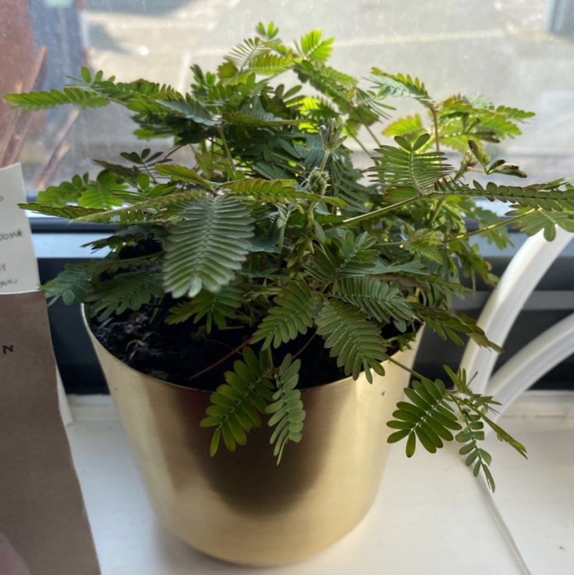 Photo of the plant species Sensitive Plant by @kinghammis named Mimosa on Greg, the plant care app