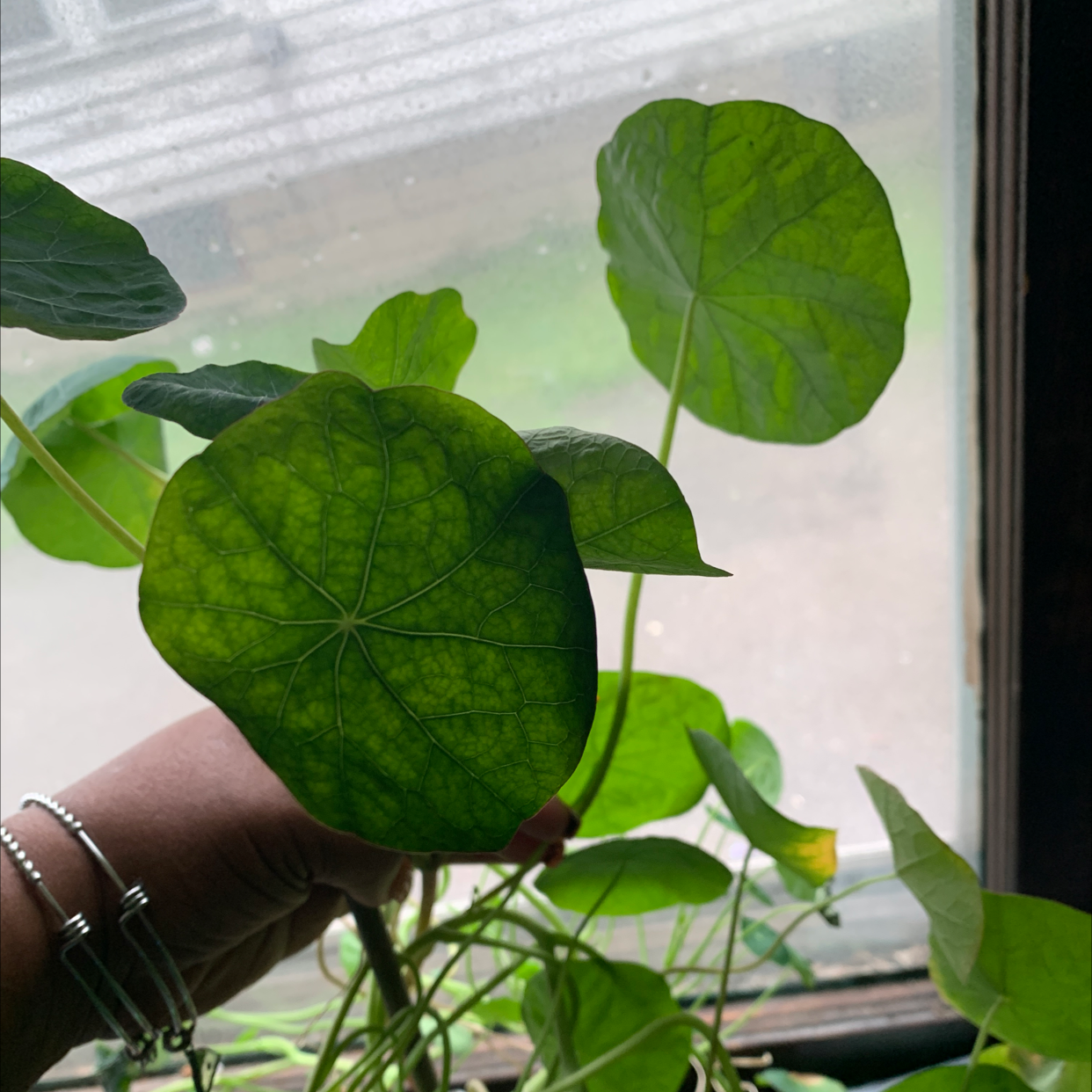 Garden Nasturtium plant with vibrant green leaves, held by a hand.
