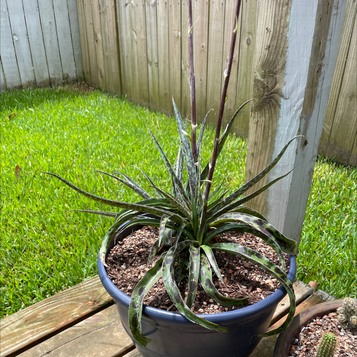 Photo of the plant species Manfreda undulata 'Mint Chocolate Chip' by Jonathan named Chocalate Chip on Greg, the plant care app