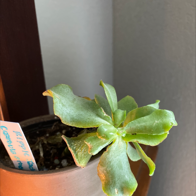 Ripple Jade plant in a pot with some browning leaves and visible soil.