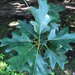 Northern red oak plant