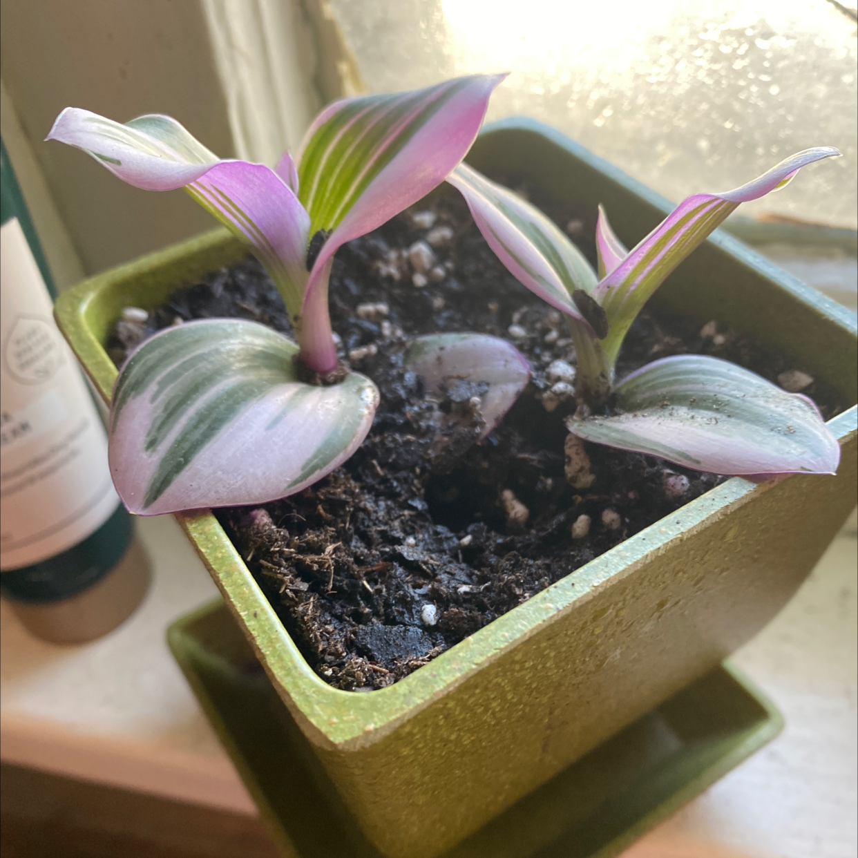 Healthy potted Moses-in-the-Cradle plant with vibrant pink and green striped leaves, held by human hands against a window background.
