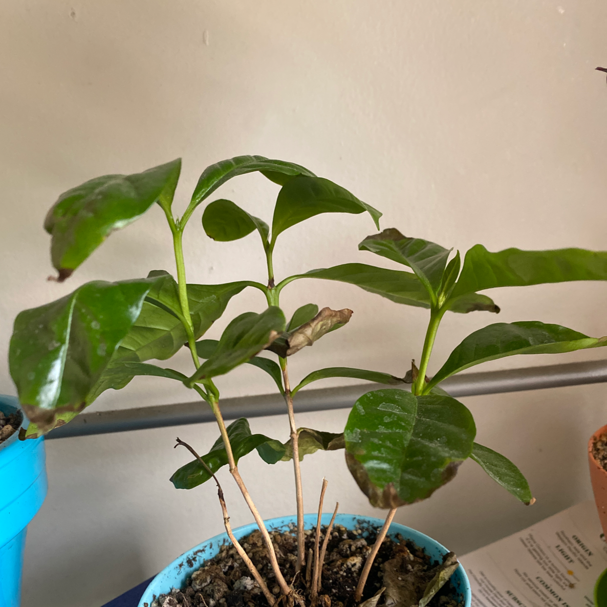 Young Arabian Coffee plant with glossy green leaves growing in a blue pot, held upright by a human hand.