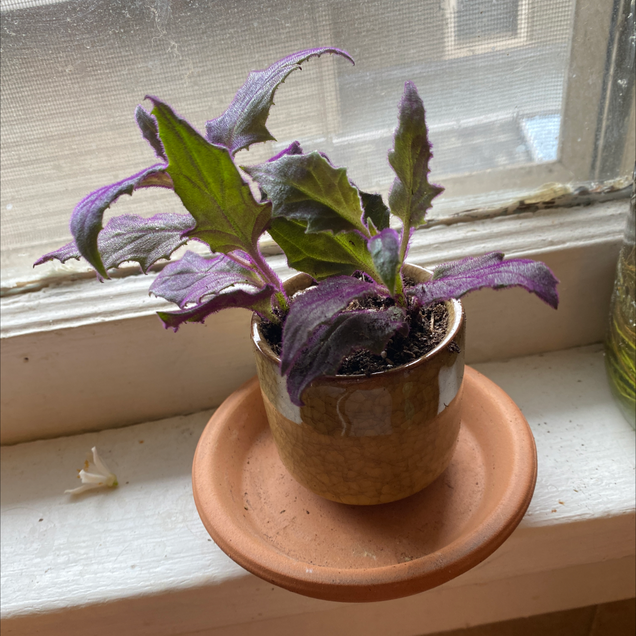 Purple Velvet Plant in a small pot on a saucer near a window.