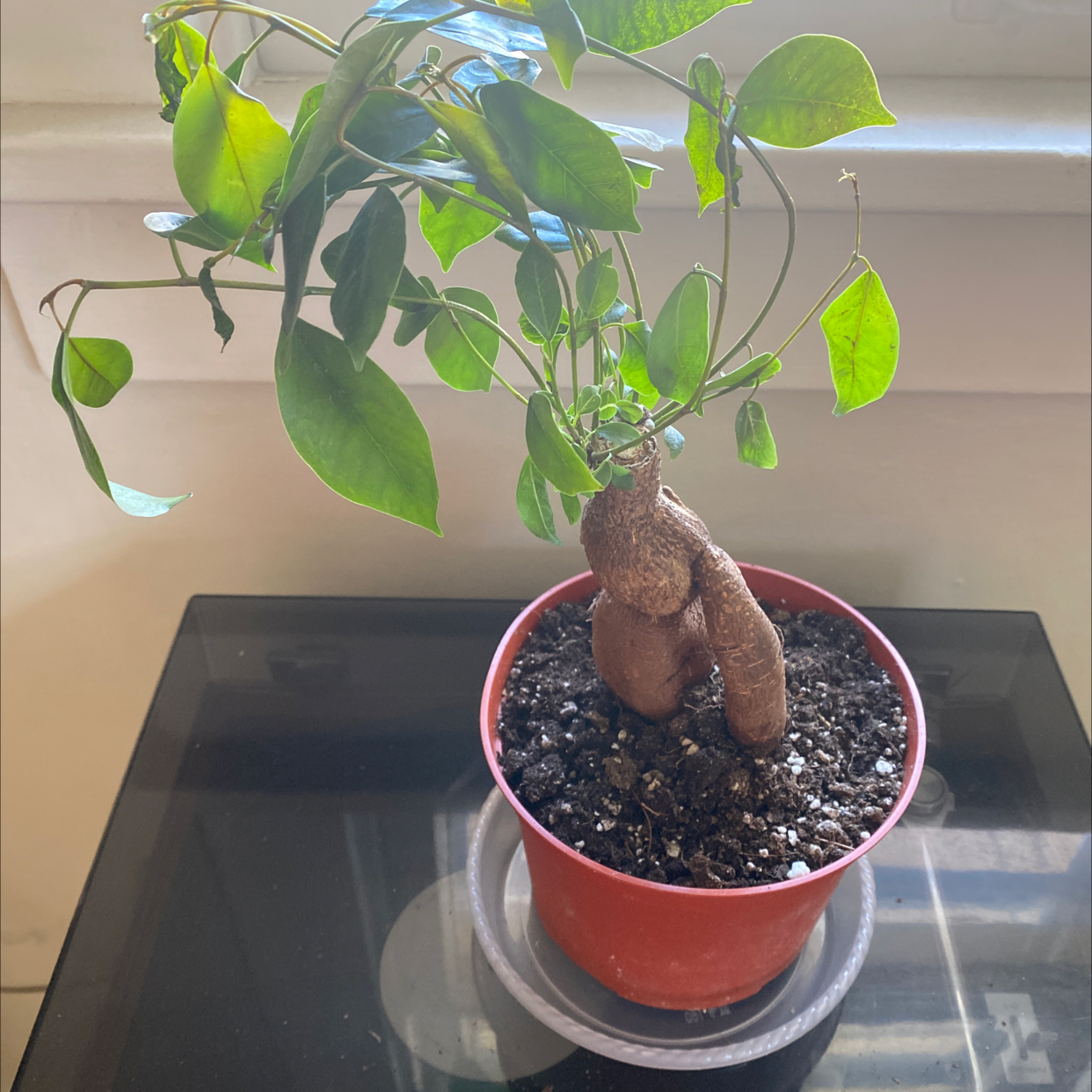 Healthy Ficus Ginseng bonsai plant with thick trunk and vibrant green leaves in a red pot, well-framed on a windowsill.
