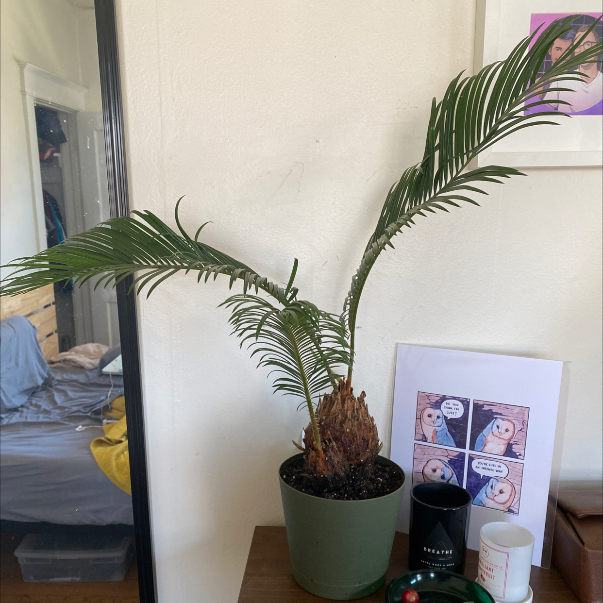 Sago Palm in a green pot on a wooden surface, indoors with long fronds.