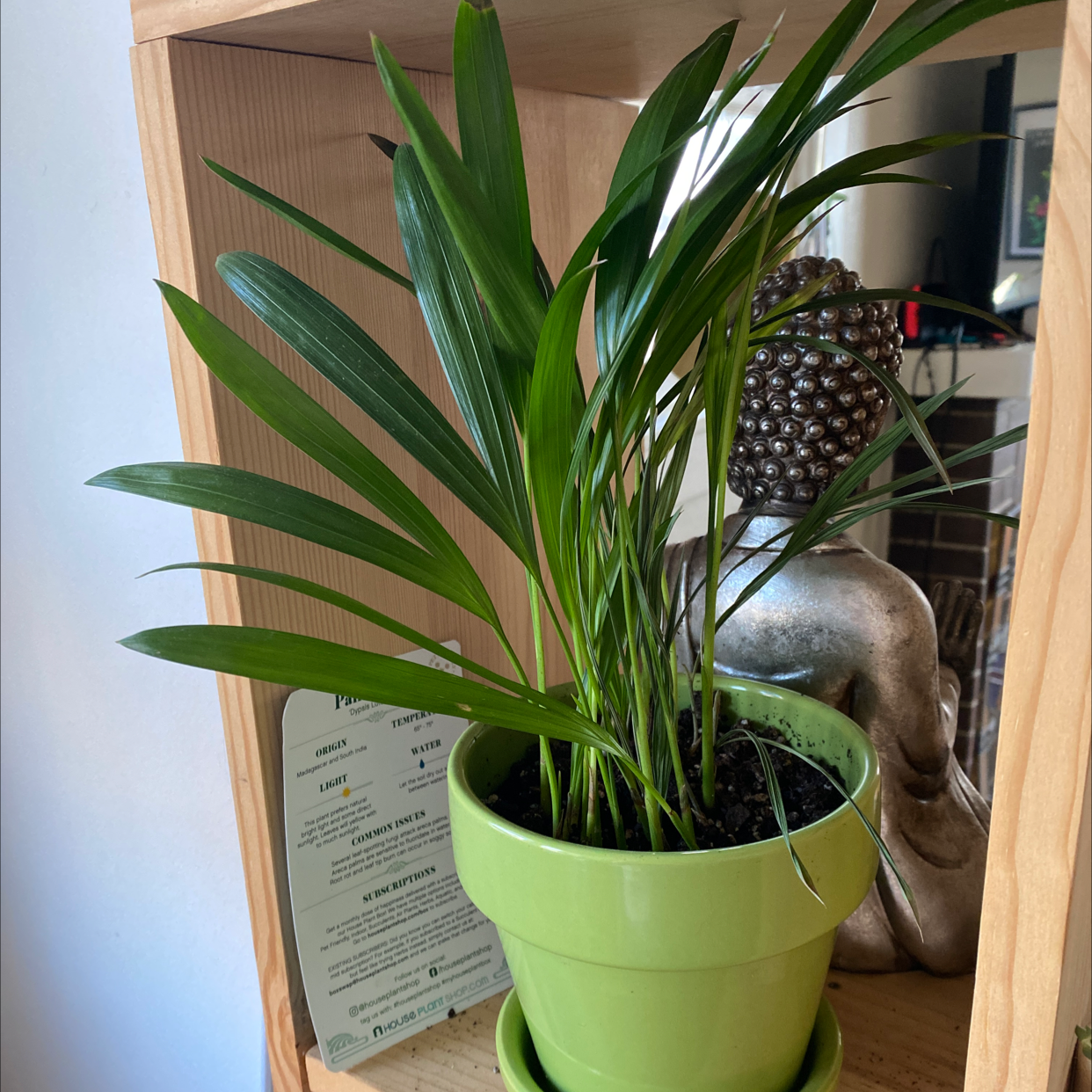 Healthy Areca Palm in green plastic pot on wooden shelf, with vibrant green fronds and care tag visible in the soil.
