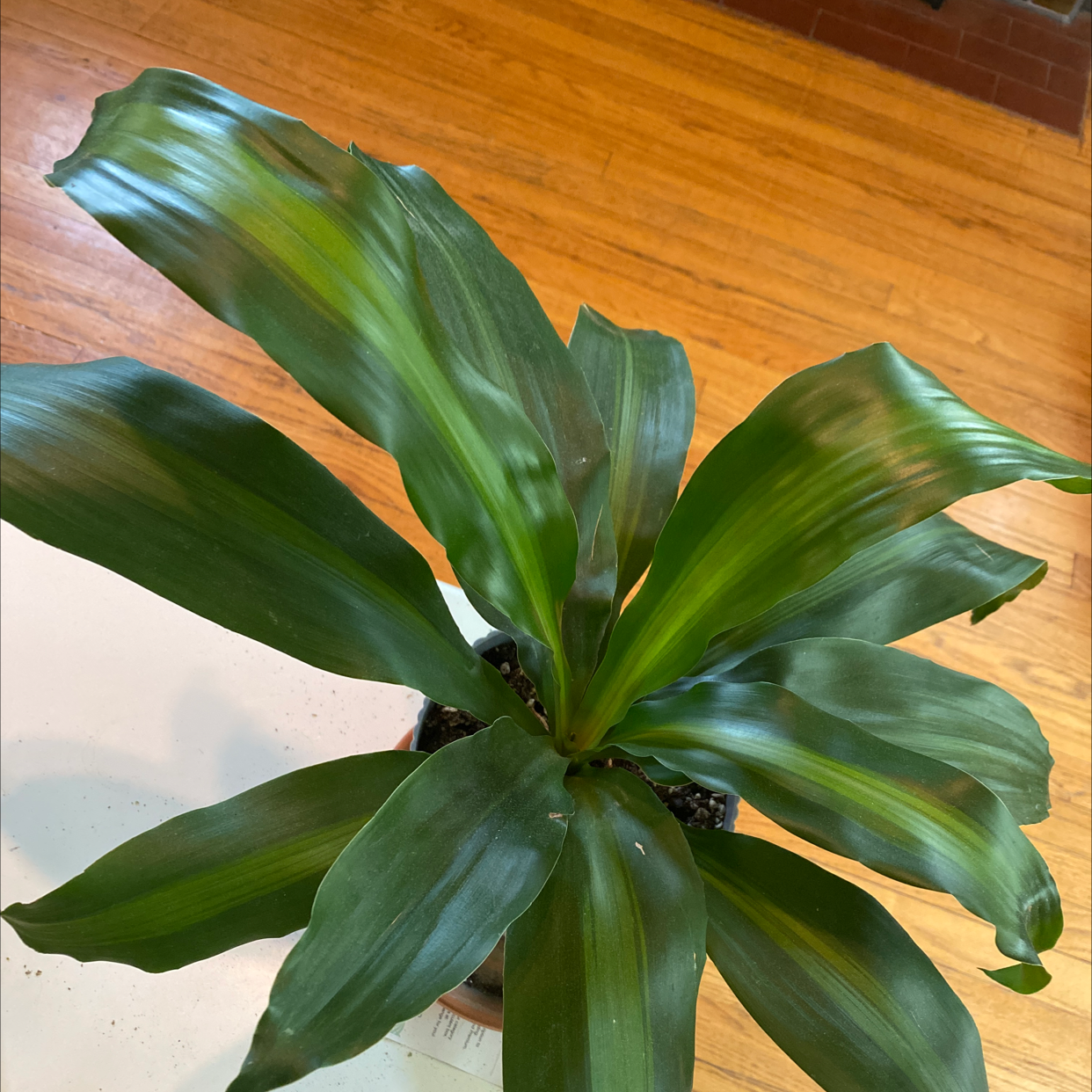 Healthy Cornstalk Dracaena plant with vibrant green spiral leaves, well-framed against a wood background.