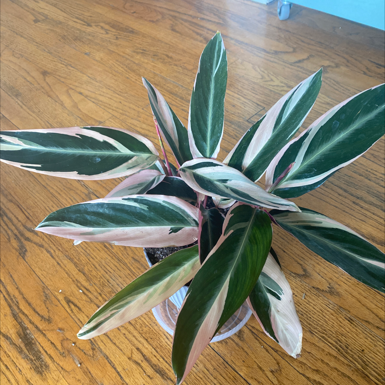 Never Never Plant with variegated green, white, and pink leaves on a wooden floor.