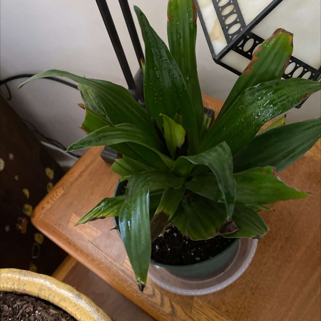 Healthy Cornstalk Dracaena plant with dark green glossy leaves in a small gray pot, soil visible.