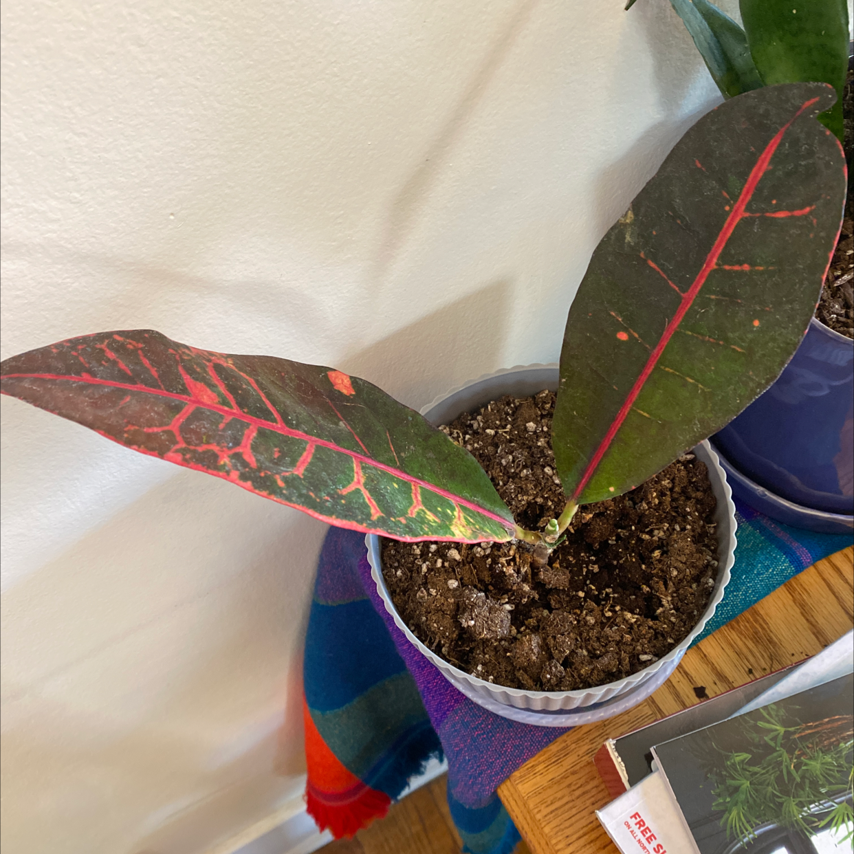Croton 'Petra' plant in purple pot on colorful cloth, hand pointing to slightly yellowing leaf, soil visible, otherwise healthy.
