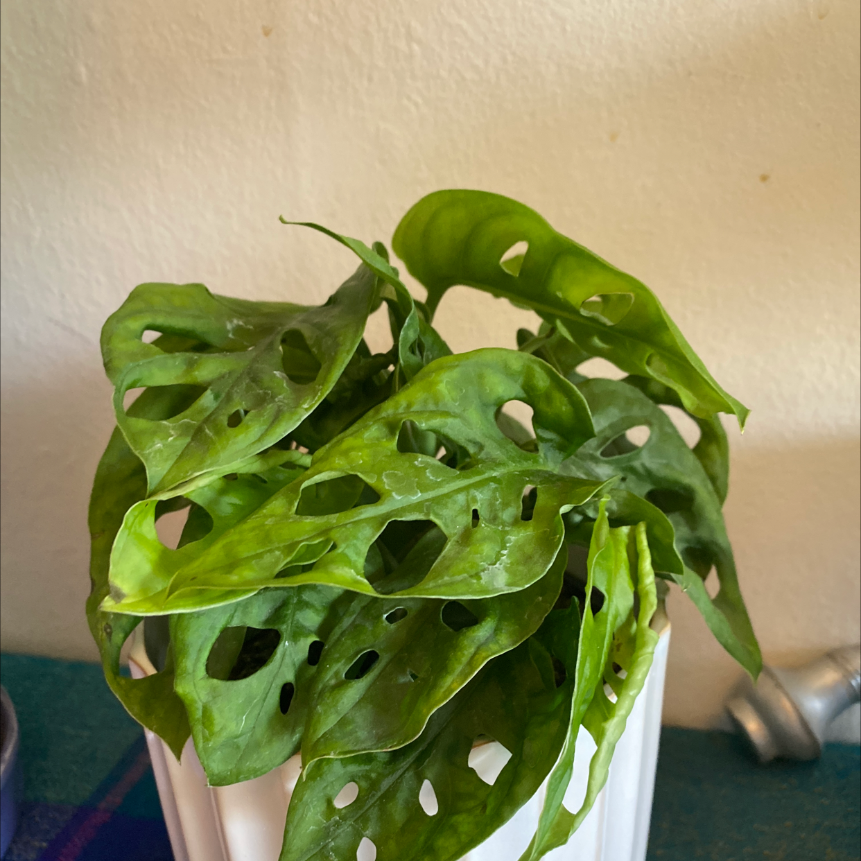 A healthy Monstera deliciosa plant with large, glossy green leaves featuring characteristic holes and splits, in a pink or beige ceramic pot.