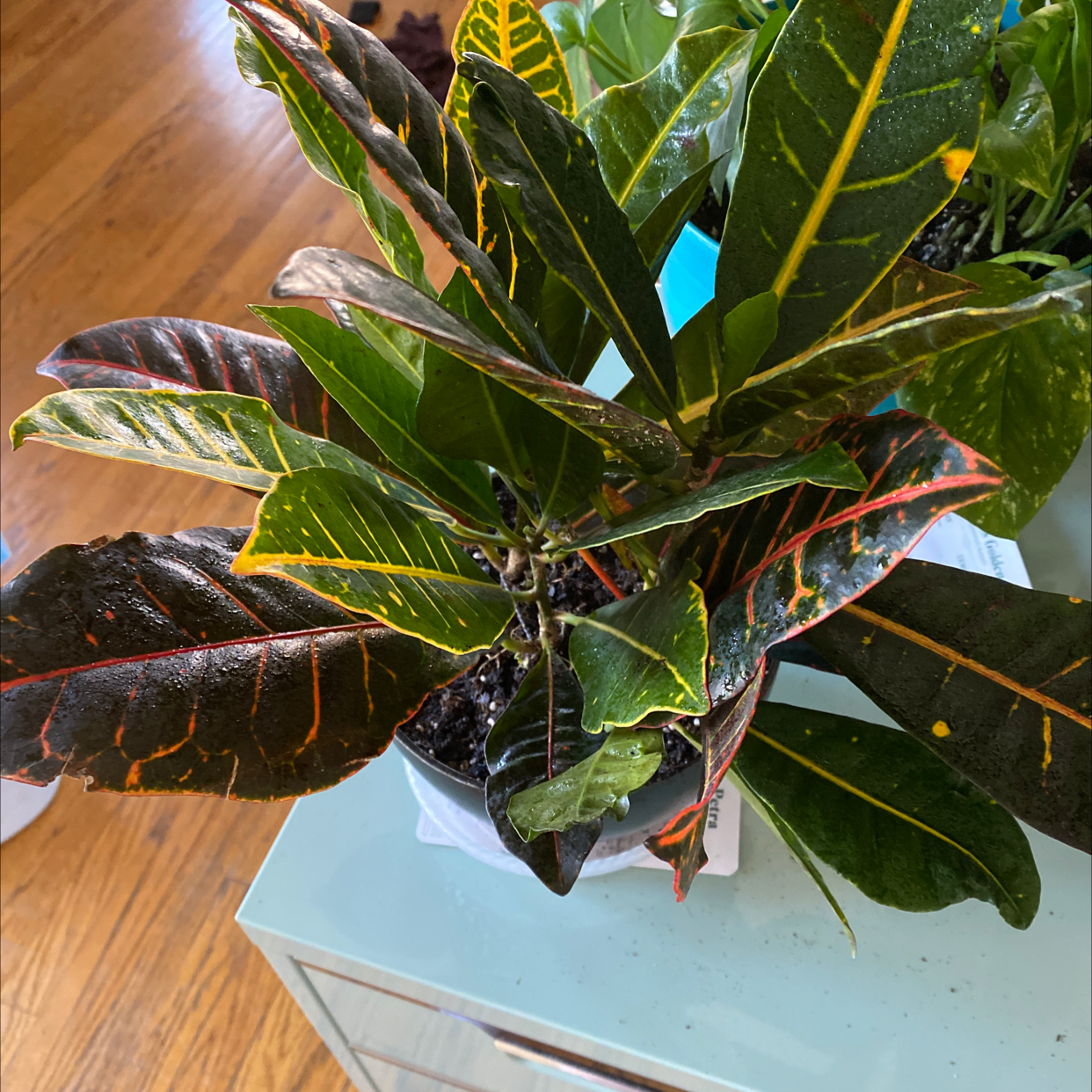 Croton 'Petra' plant in white ceramic pot on wood surface. Large colorful variegated leaves with some yellowing.