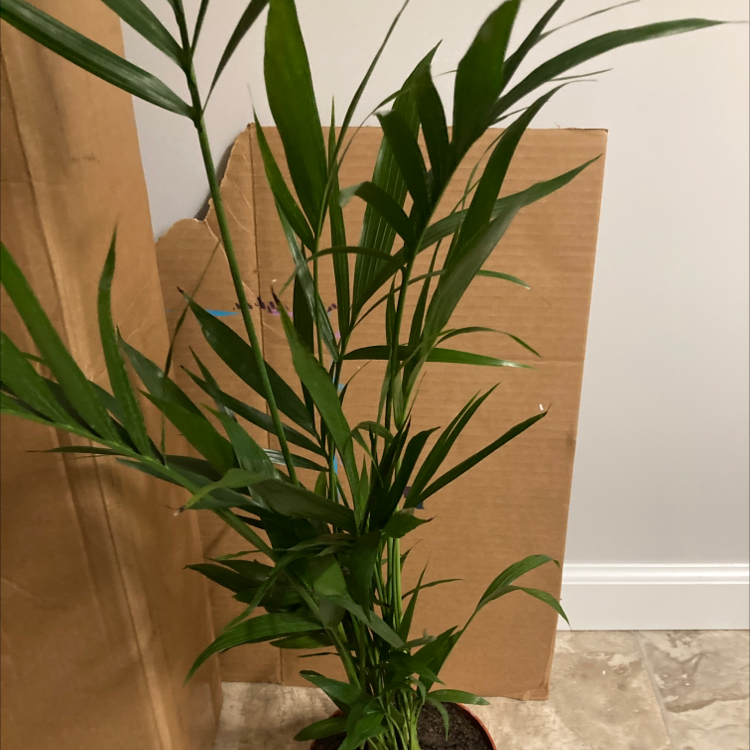 Healthy, full areca palm plant with vibrant green arching fronds, against a plain background.