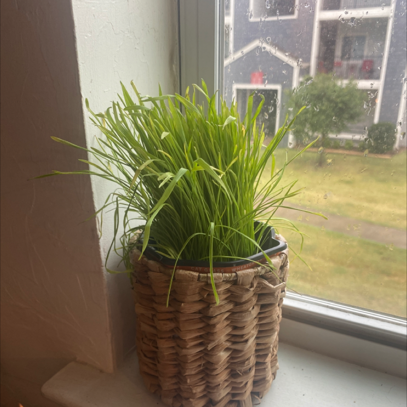 Potted Orchard Grass on a windowsill with healthy green leaves.
