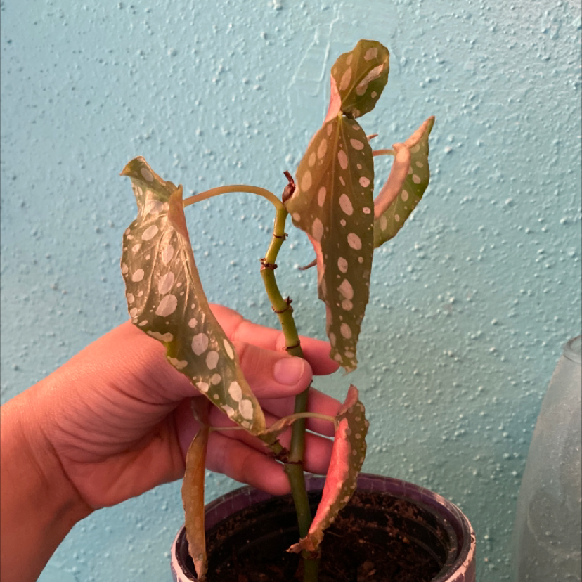 Polka Dot Begonia plant photo by Lexis named Lydia Deetz on Greg, the plant care app.