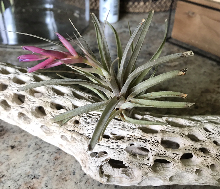 Photo of the plant species Tillandsia Erubescens by @Horve1 named Flower girl on Greg, the plant care app