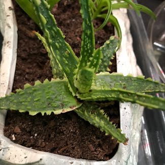 Aloe 'Oik' plant in Susquehanna, Pennsylvania