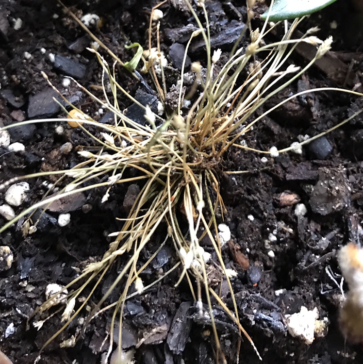 Slender Club-Rush plant photo by @Horve1 named Prince on Greg, the plant care app.