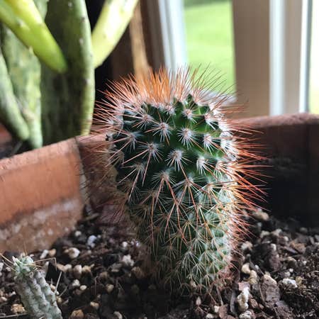 Photo of the plant species Nylon Hedgehog Cactus by Horve1 named Ginger on Greg, the plant care app