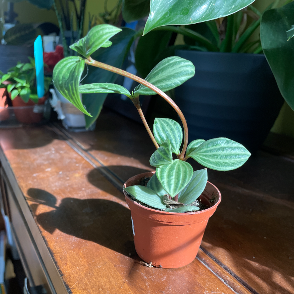 Parallel peperomia plant in a small pot on a wooden surface with vibrant green leaves.