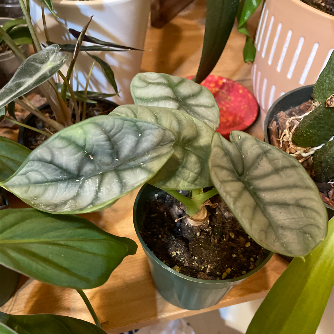 Potted Silver Dragon plant with distinct silver and green leaves, healthy appearance.