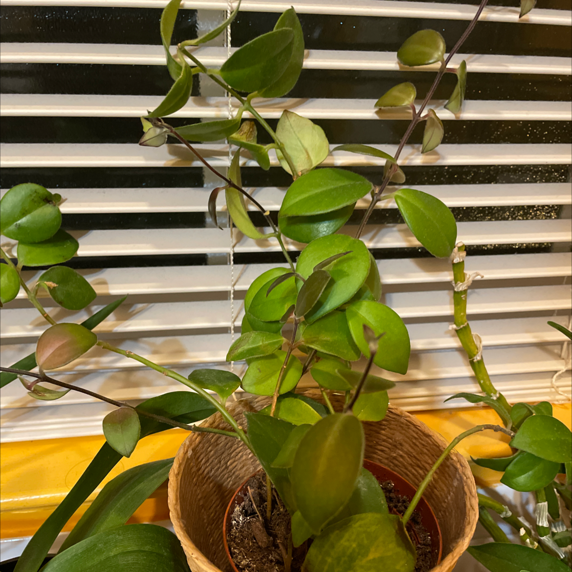 Variegated Lipstick Vine in a pot with visible soil and healthy green leaves.