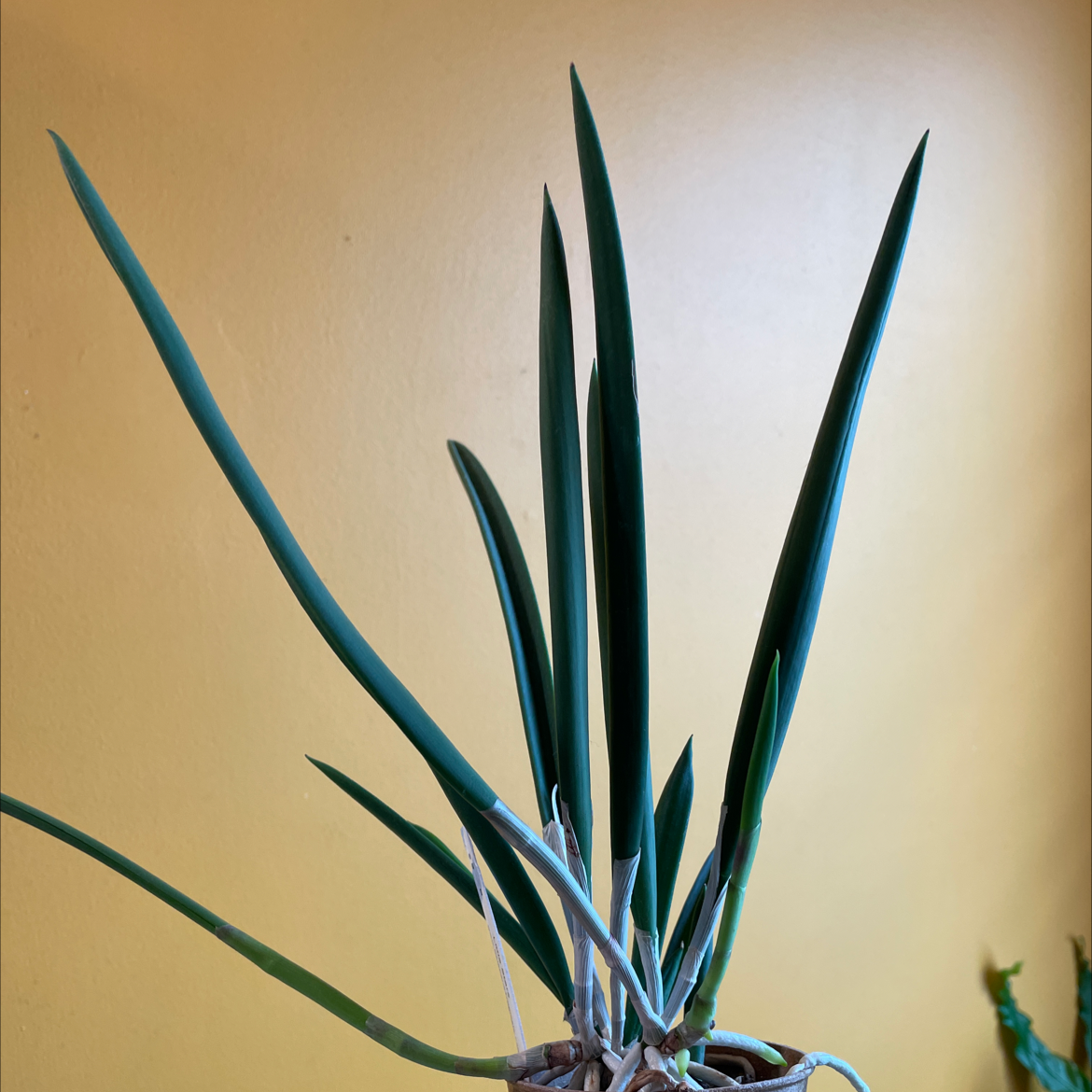 Photo of the plant species Brassavola Little Stars by Myla named Little Stars orchid on Greg, the plant care app