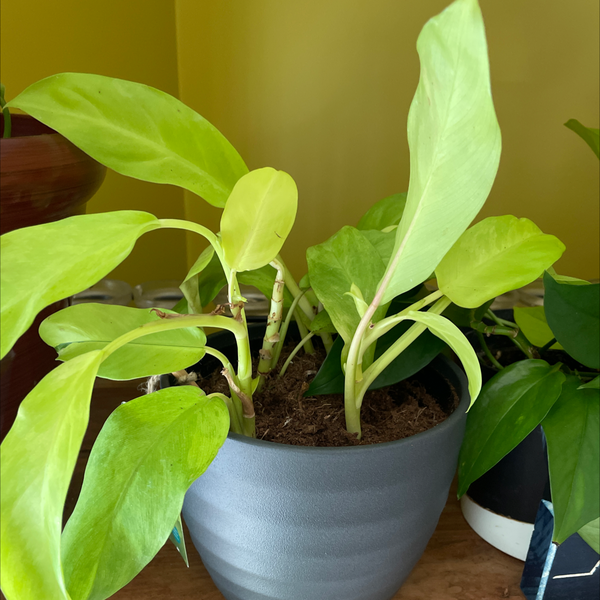 Golden Goddess Philodendron in a pot with vibrant green leaves, soil visible.