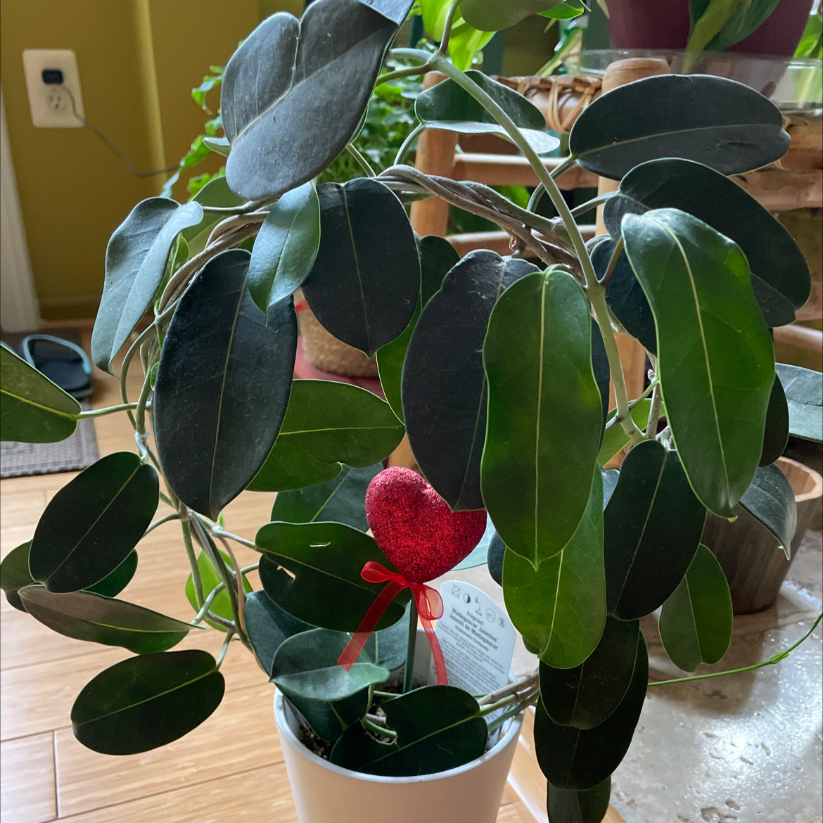 Stephanotis plant in a white pot with dark green leaves, well-framed and healthy.