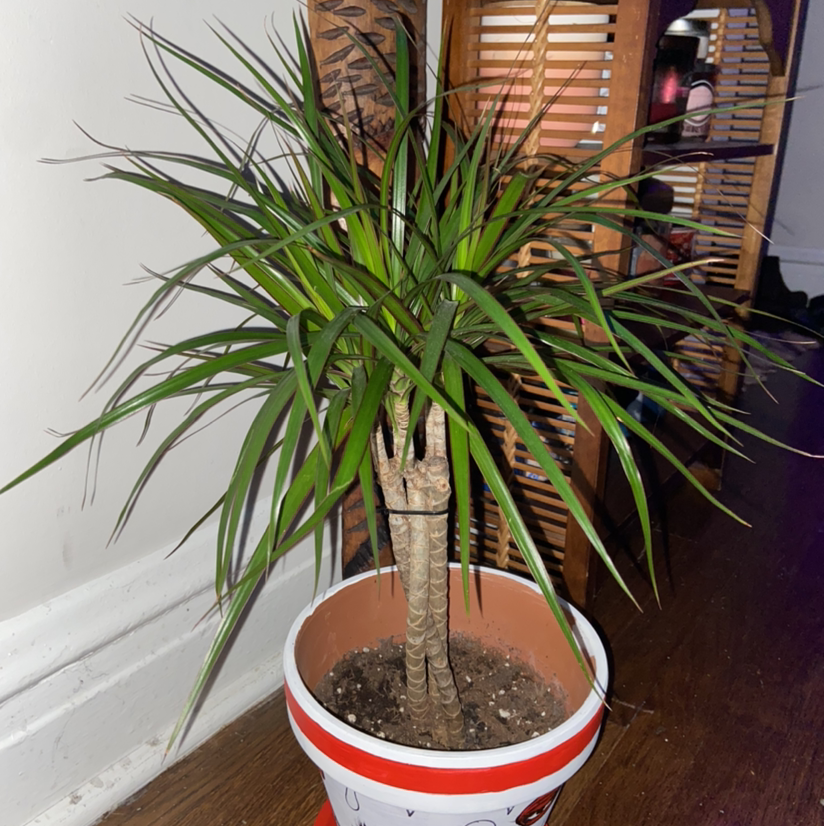 Dragon Tree plant photo by Sandra named Groopy on Greg, the plant care app.