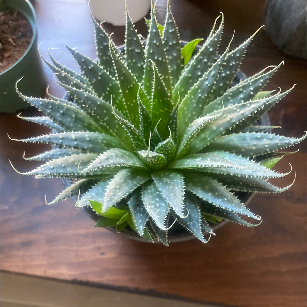Healthy Lace Aloe plant with green leaves, well-framed and in focus.