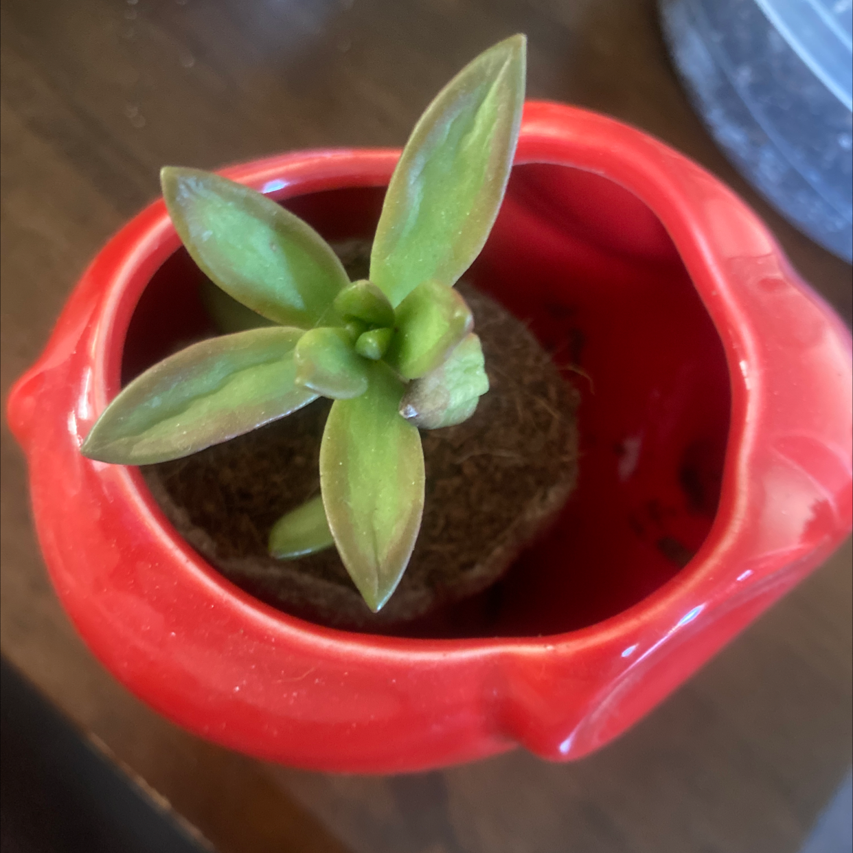 Healthy pepper plant in a red pot with green leaves.