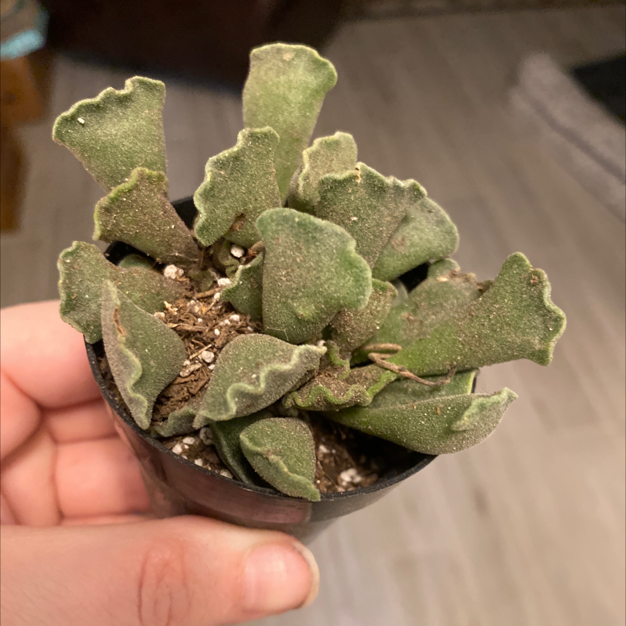 Pillow Feet Crinkle Leaf Plant in a small pot, held by a hand.