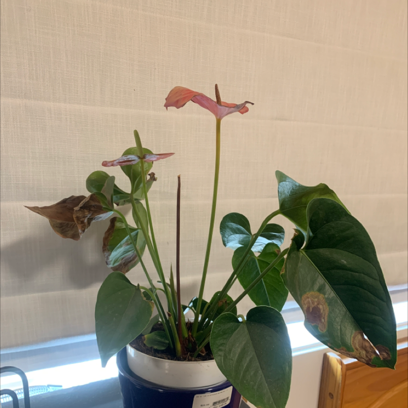 Painter's Palette plant photo by Amanda named Anthurium on Greg, the plant care app.