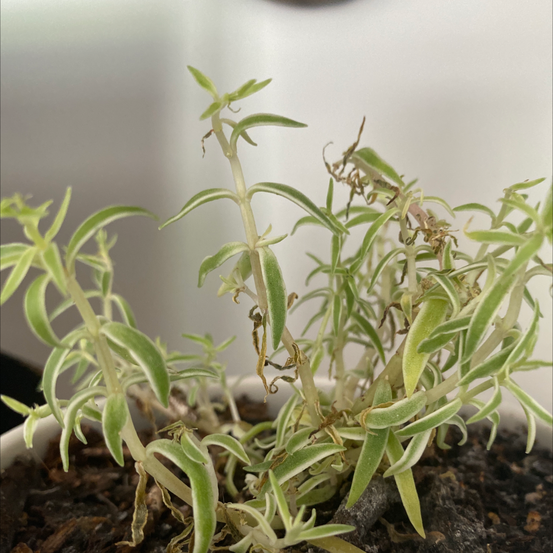 Photo of the plant species Perennial Savory by Krystal named The Struggle Succ on Greg, the plant care app