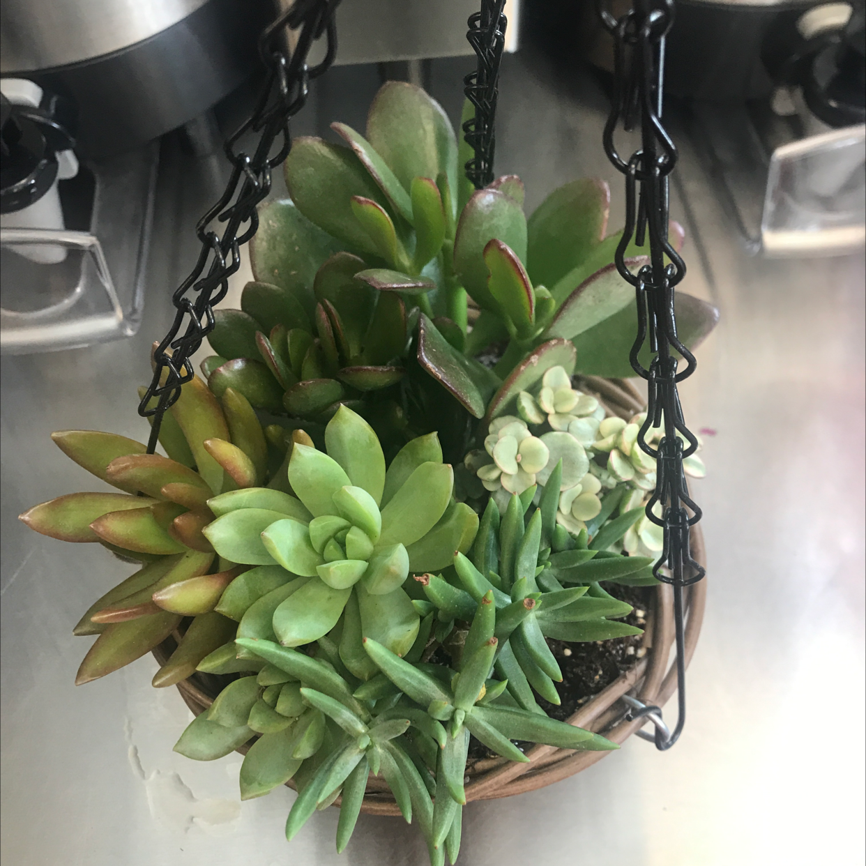 Hanging basket with a variety of healthy succulent plants.