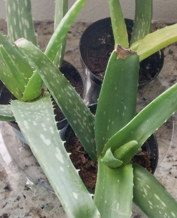 Aloe vera plant photo by @MakaylaGal named Aloe X4 on Greg, the plant care app.