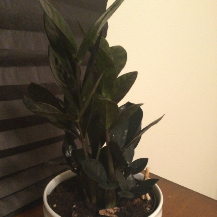 Raven ZZ Plant plant photo by @MakaylaGal named Your plant on Greg, the plant care app.