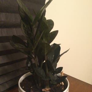 Raven ZZ Plant plant photo by Makaylagal named Your plant on Greg, the plant care app.