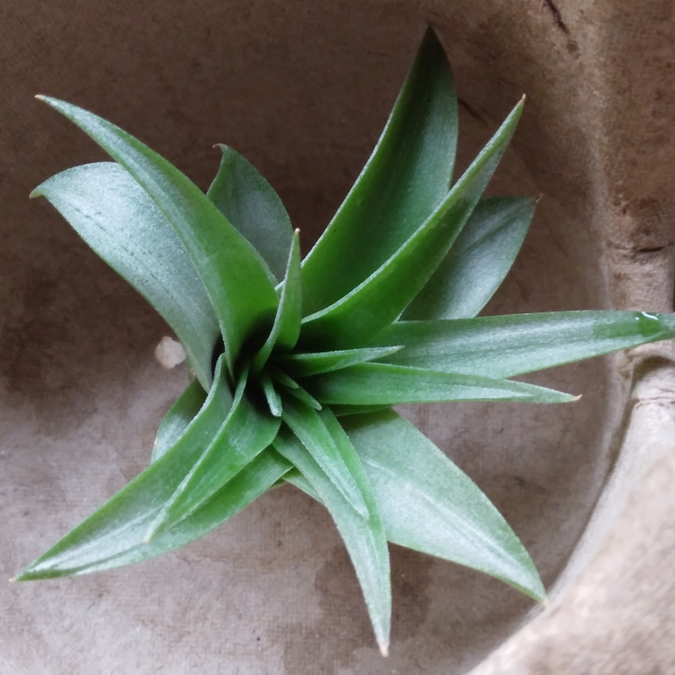Brachycaulos Green Air Plant with healthy green leaves in a container.