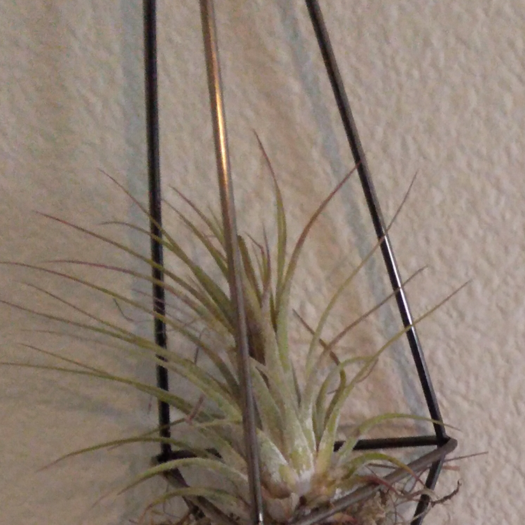 Blushing Bride Air Plant plant photo by @MakaylaGal named Your plant on Greg, the plant care app.
