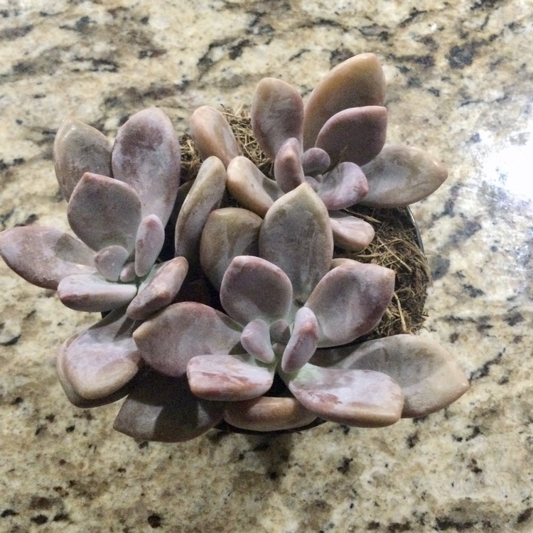 Graptopetalum 'Murasaki' plant with multiple rosettes, healthy leaves, and visible soil.