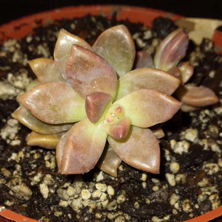 Photo of the plant species Graptosedum 'Bronze' by @MakaylaGal named Your plant on Greg, the plant care app