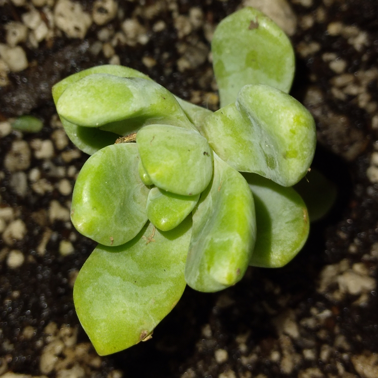 Photo of the plant species Sedum treleasei by @MakaylaGal named Your plant on Greg, the plant care app