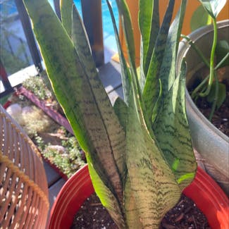 Snake Plant plant in Toano, Virginia