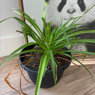 Spider Plant plant in Toano, Virginia