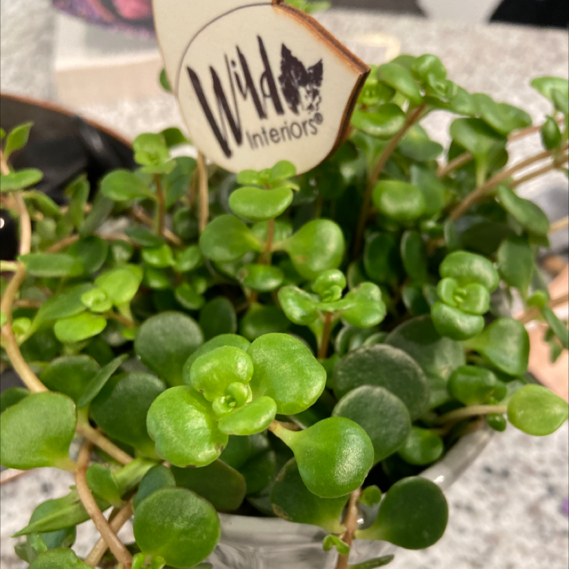 Photo of the plant species Duckweed by Kat named Pamela harris on Greg, the plant care app