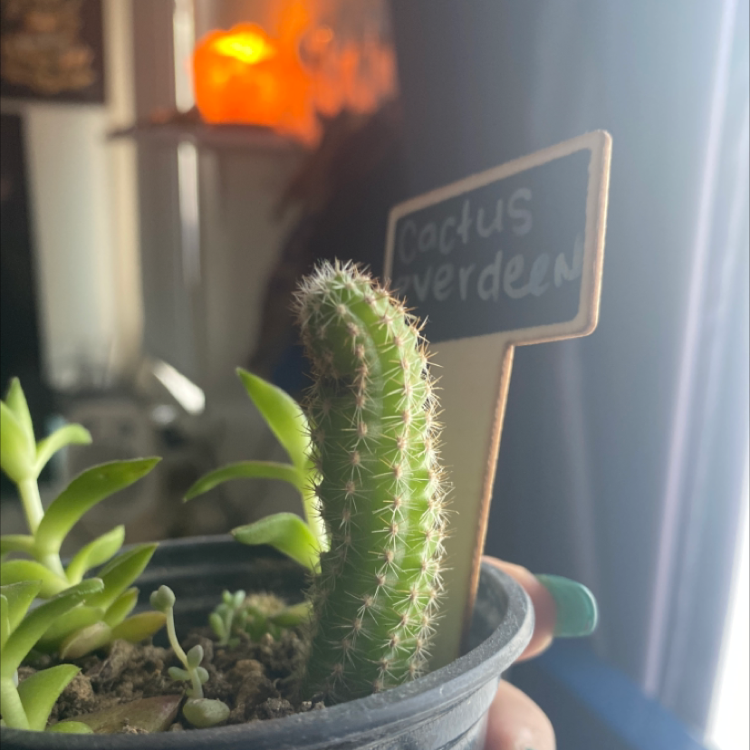 Photo of the plant species Hairbrush by @Mummav named Cactus everdeen on Greg, the plant care app